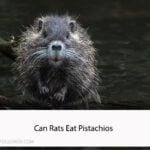 Can Rats Eat Pistachios