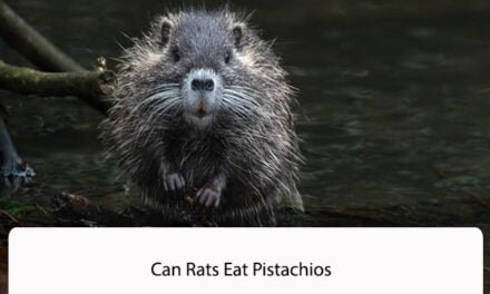 Can Rats Eat Pistachios