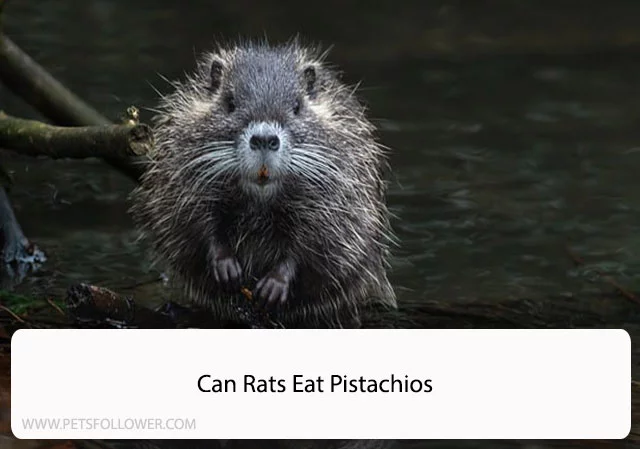 Can Rats Eat Pistachios