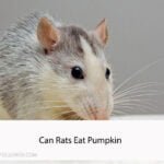 Can Rats Eat Pumpkin