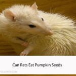 Can Rats Eat Pumpkin Seeds