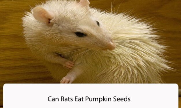 Can Rats Eat Pumpkin Seeds