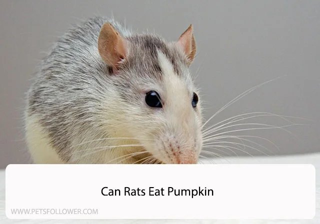 Can Rats Eat Pumpkin