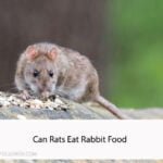 Can Rats Eat Rabbit Food