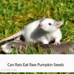 Can Rats Eat Raw Pumpkin Seeds
