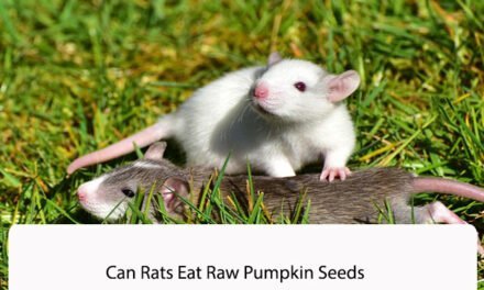 Can Rats Eat Raw Pumpkin Seeds