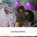 Can Rats Eat Rice