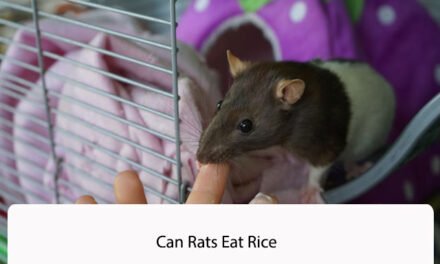 Can Rats Eat Rice?