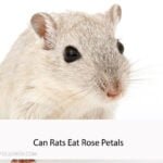 Can Rats Eat Rose Petals
