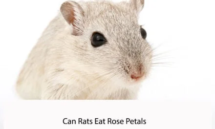 Can Rats Eat Rose Petals