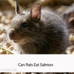 Can Rats Eat Salmon