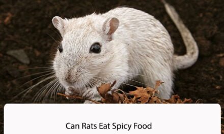 Can Rats Eat Spicy Food