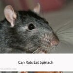 Can Rats Eat Spinach