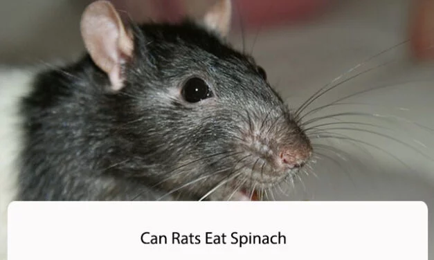 Can Rats Eat Spinach