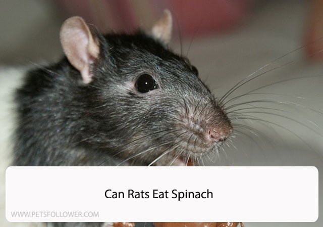 Can Rats Eat Spinach