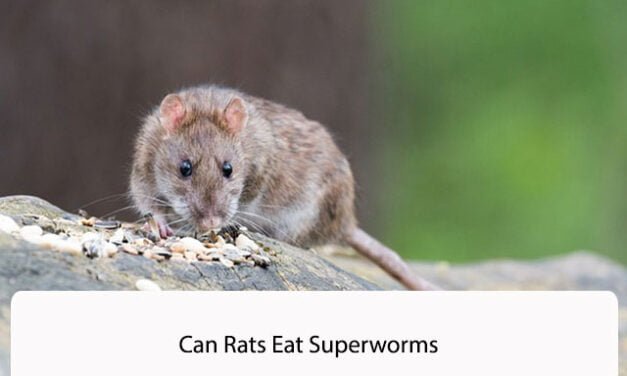 Can Rats Eat Super worms