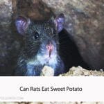 Can Rats Eat Sweet Potato