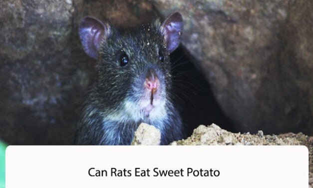 Can Rats Eat Sweet Potato