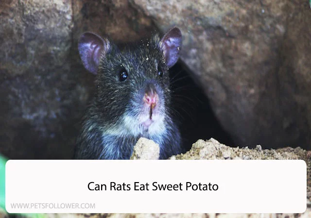 Can Rats Eat Sweet Potato