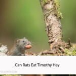 Can Rats Eat Timothy Hay
