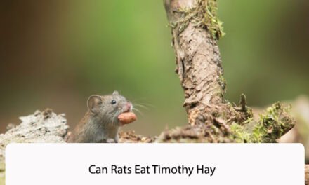 Can Rats Eat Timothy Hay