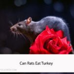 Can Rats Eat Turkey