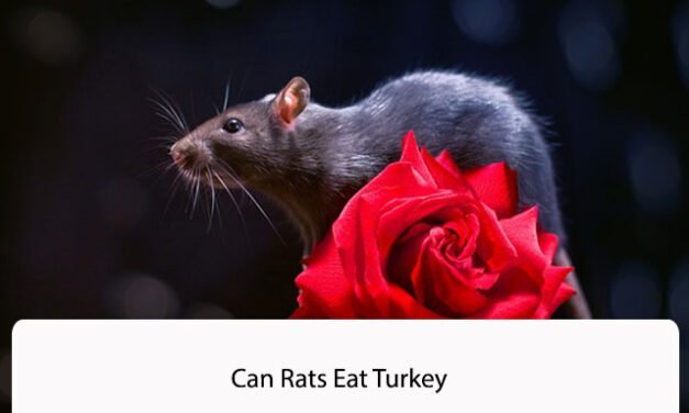 Can Rats Eat Turkey