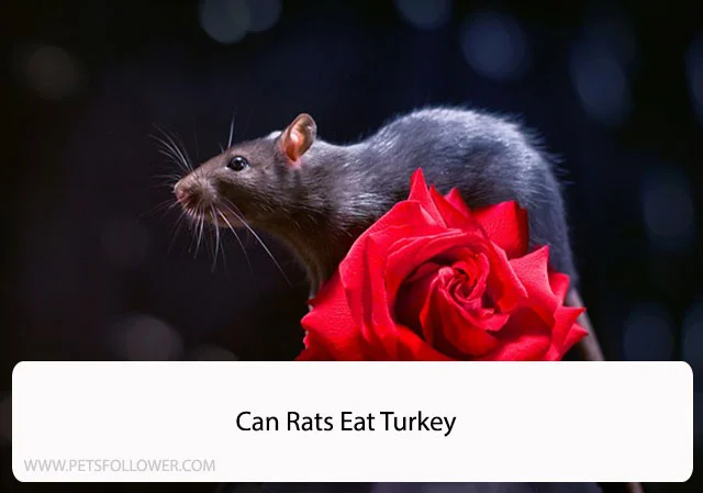 Can Rats Eat Turkey