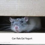 Can Rats Eat Yogurt