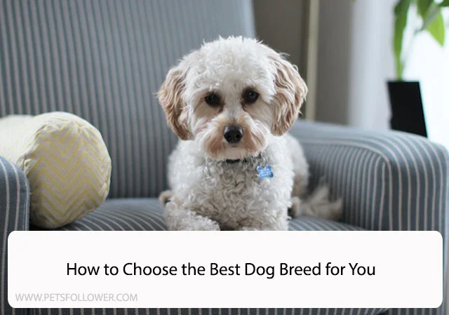 How to Choose the Best Dog Breed for You