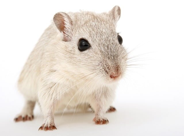 Can Rats Eat Oatmeal