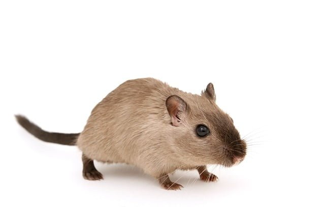 can rats eat raw eggs
