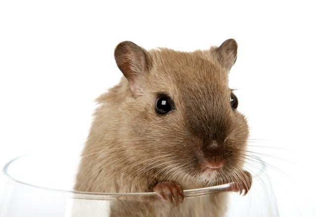 Can Rats Eat Raw Pumpkin Seeds