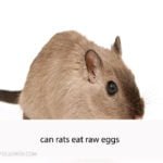 can rats eat raw eggs