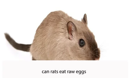 Can Rats Eat Raw Eggs