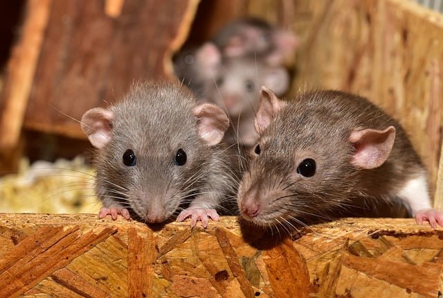 Can Rats Eat Rabbit Food