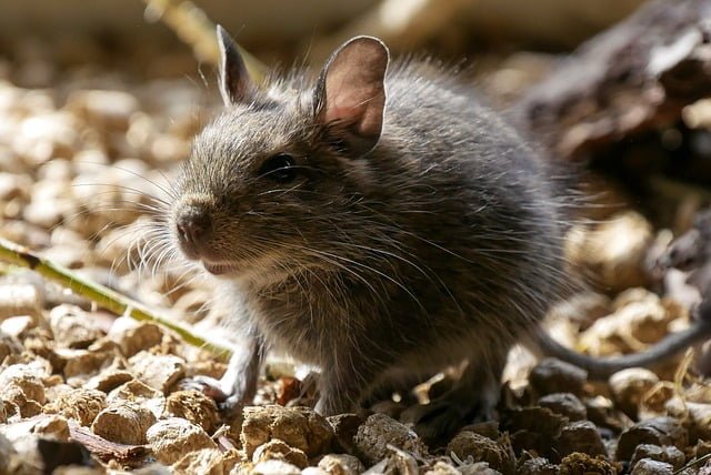 Can Rats Eat Coconut
