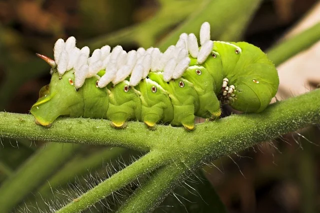 Can Rats Eat Hornworms