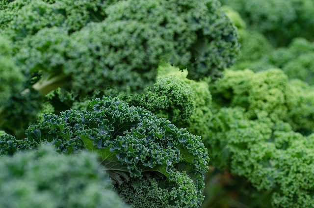 Can Rats Eat Kale