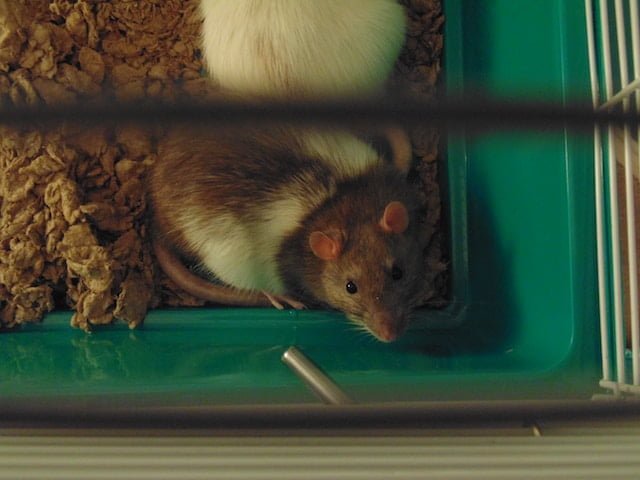 Can Rats Eat Kale