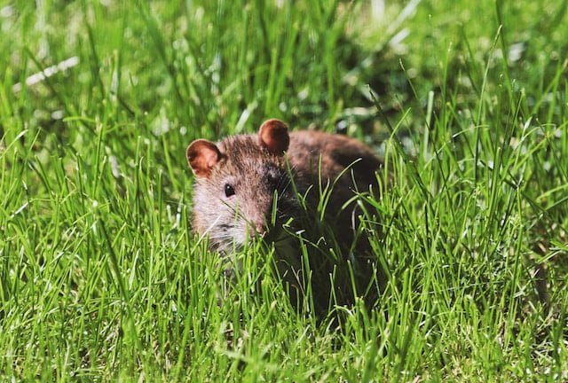 Can Rats Eat Brussel Sprouts