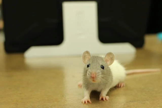 Can Rats Eat Green Onions