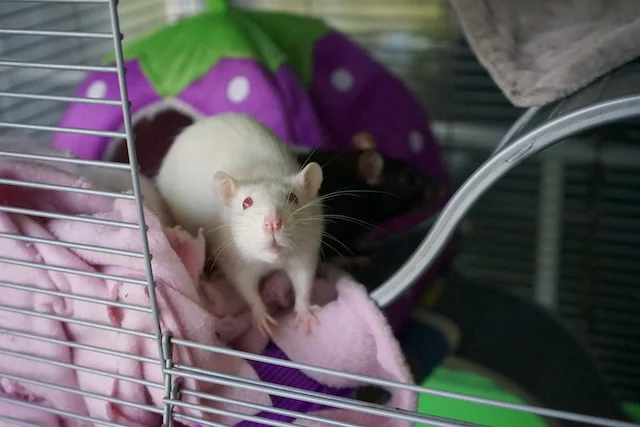 Can Rats Eat Rice