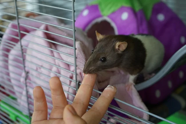 Can Rats Eat Rice