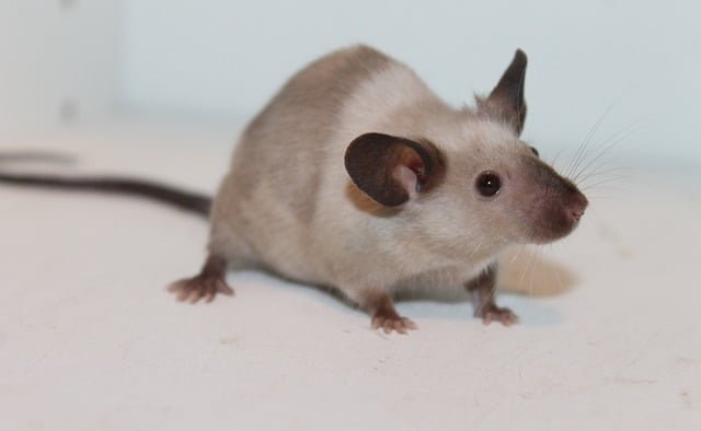 Can Rats Eat Chia Seeds