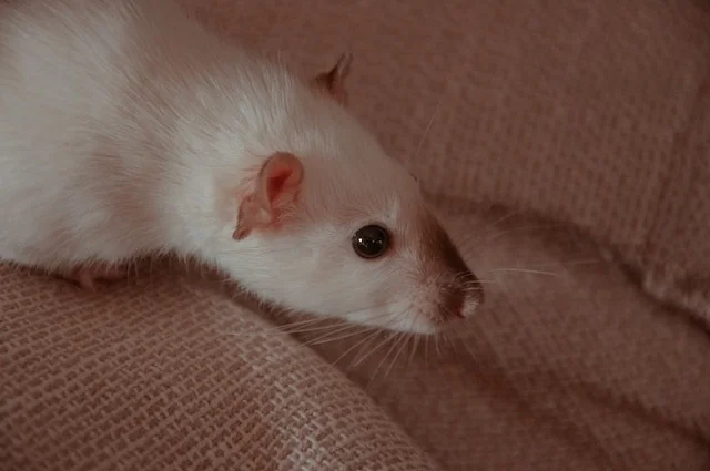 Can Rats Eat Hornworms