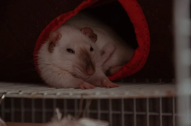 Can Rats Eat Hornworms