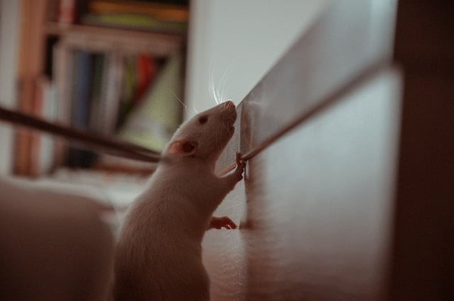 Can Rats Eat Kale