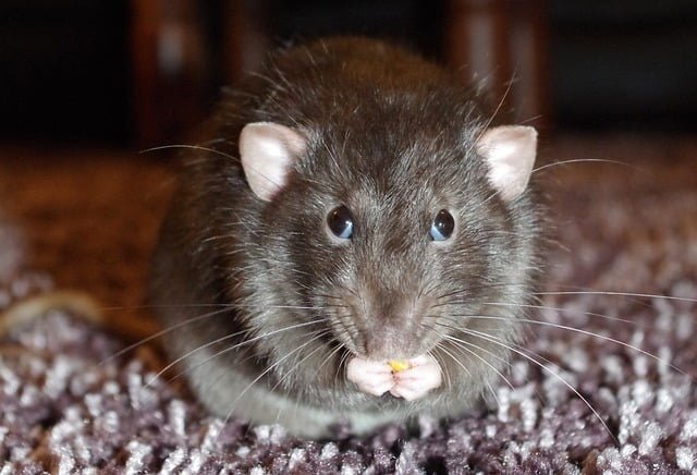 Can Rats Eat Ice Cream