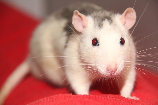 Can Rats Eat Hay